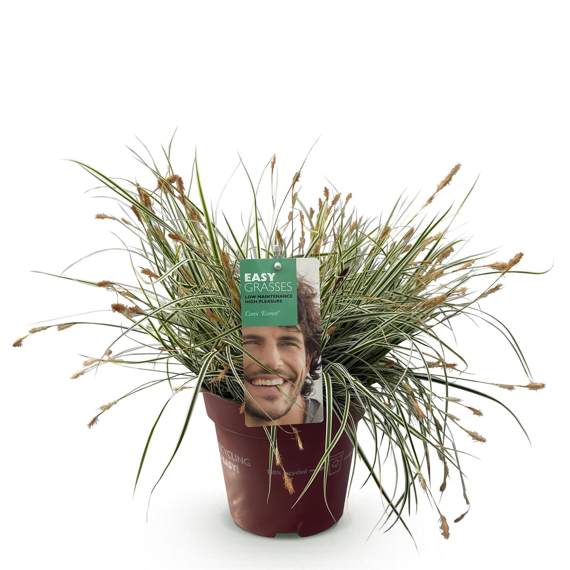 Carex oshimensis Everest, graminée ornementale persistante en pot de 17 cm, avec feuillage panaché blanc et vert et épis floraux discrets.