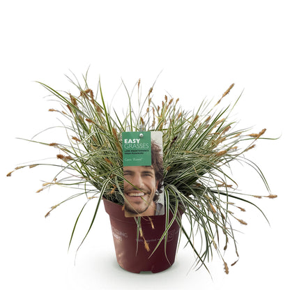 Carex oshimensis Everest, graminée ornementale persistante en pot de 17 cm, avec feuillage panaché blanc et vert et épis floraux discrets.