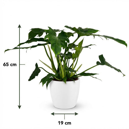 Plante d'intérieur - Philodendron - Philodendron Lacerum - Vert - Peu d'entretien - 1 Plante - avec Potter Blanc - Pot 19cm - Hauteur 65cm