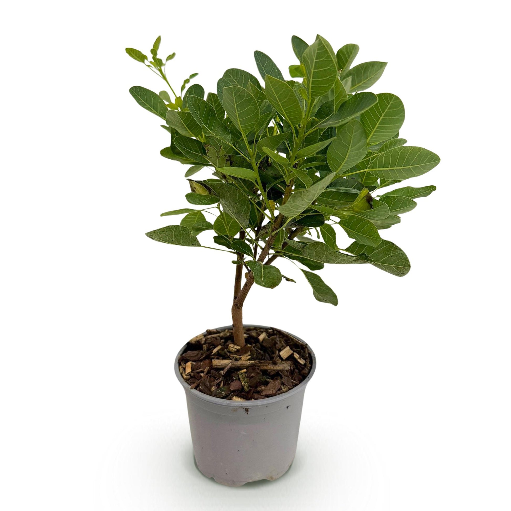 Cotinus coggyria Young Lady, jeune plant à feuilles vertes dans un pot gris sur fond blanc. Idéal pour un jardin, une haie ou un massif.