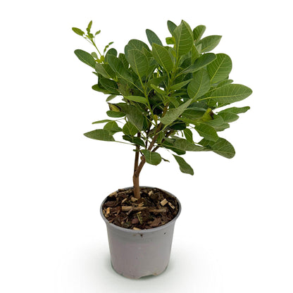 Cotinus coggyria Young Lady, jeune plant à feuilles vertes dans un pot gris sur fond blanc. Idéal pour un jardin, une haie ou un massif.