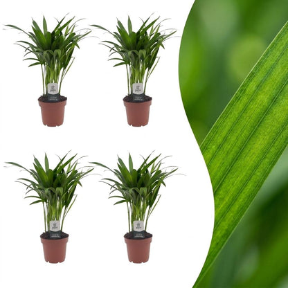 Areca Lutescens - Palmier Areca - Pot de 12cm - 4 plantes - Sans cache-pot