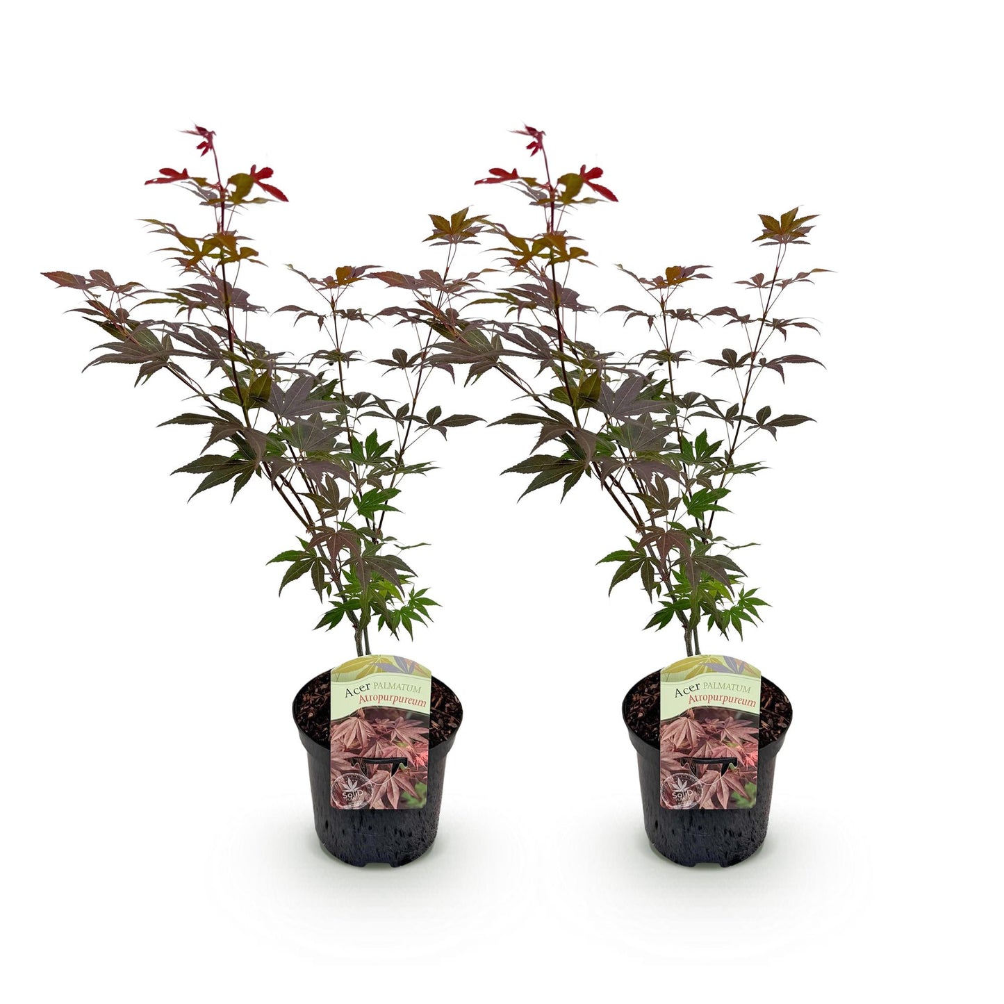 Acer palmatum Atropurpureum, deux jeunes érables du Japon à feuillage violet foncé, caduc, en pots noirs, sur fond blanc.