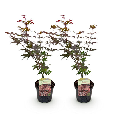 Acer palmatum Atropurpureum, deux jeunes érables du Japon à feuillage violet foncé, caduc, en pots noirs, sur fond blanc.