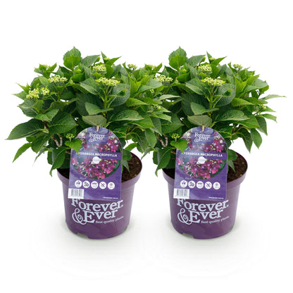Hortensia Hydrangea Forever & Ever bleu, 2 plants en pot violet avec étiquette sur fond blanc. Idéal pour terrasse et jardin.