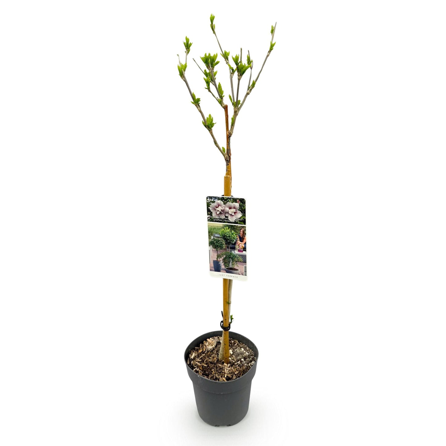 Hibiscus syriacus Starburst Chiffon®, plante sur tige en pot de 19cm, hauteur 90cm, sur fond blanc. Feuillage caduc, peu d'entretien.