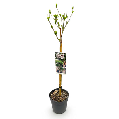 Hibiscus syriacus Starburst Chiffon®, plante sur tige en pot de 19cm, hauteur 90cm, sur fond blanc. Feuillage caduc, peu d'entretien.