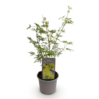 Acer palmatum Emerald Lace : jeune plant en pot gris, avec une étiquette indiquant le nom de la plante et montrant un gros plan de ses feuil