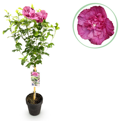 Hibiscus syriacus Magenta Chiffon®, plant sur tige en pot noir, fond blanc avec gros plan d'une fleur double rose magenta.
