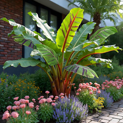 Musa sikkemensis Red Tiger, une plante banane tropicale aux feuilles vertes tigrées de rouge, trônant dans un jardin fleuri avec des armoise