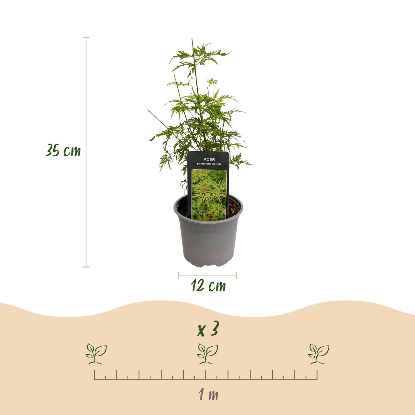 Acer palmatum Seiryu : infographie montrant un plant en pot, hauteur 35cm, diamètre pot 12cm et espacement de plantation recommandé (x3 pour