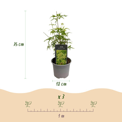 Acer palmatum Seiryu : infographie montrant un plant en pot, hauteur 35cm, diamètre pot 12cm et espacement de plantation recommandé (x3 pour