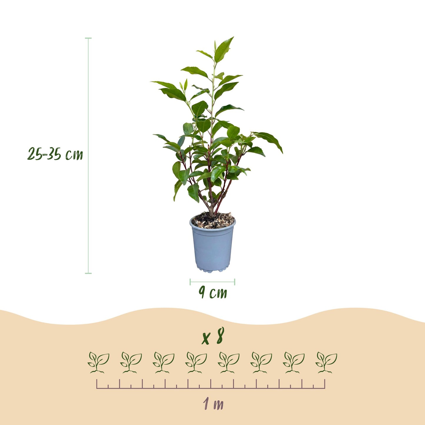 Prunus lusitanica Angustifolia. Schéma détaillant les dimensions d'un plant de laurier portugais : hauteur de 25-35 cm et pot de 9 cm de dia
