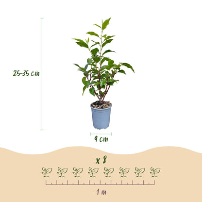 Prunus lusitanica Angustifolia. Schéma détaillant les dimensions d'un plant de laurier portugais : hauteur de 25-35 cm et pot de 9 cm de dia
