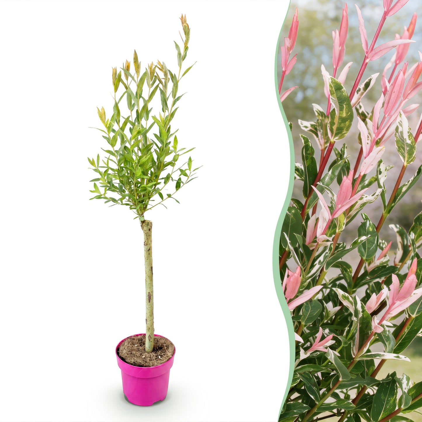 Salix Flamingo en pot sur fond blanc avec un aperçu de ses feuilles roses et vertes sur le côté droit, sans pastille de quantité.