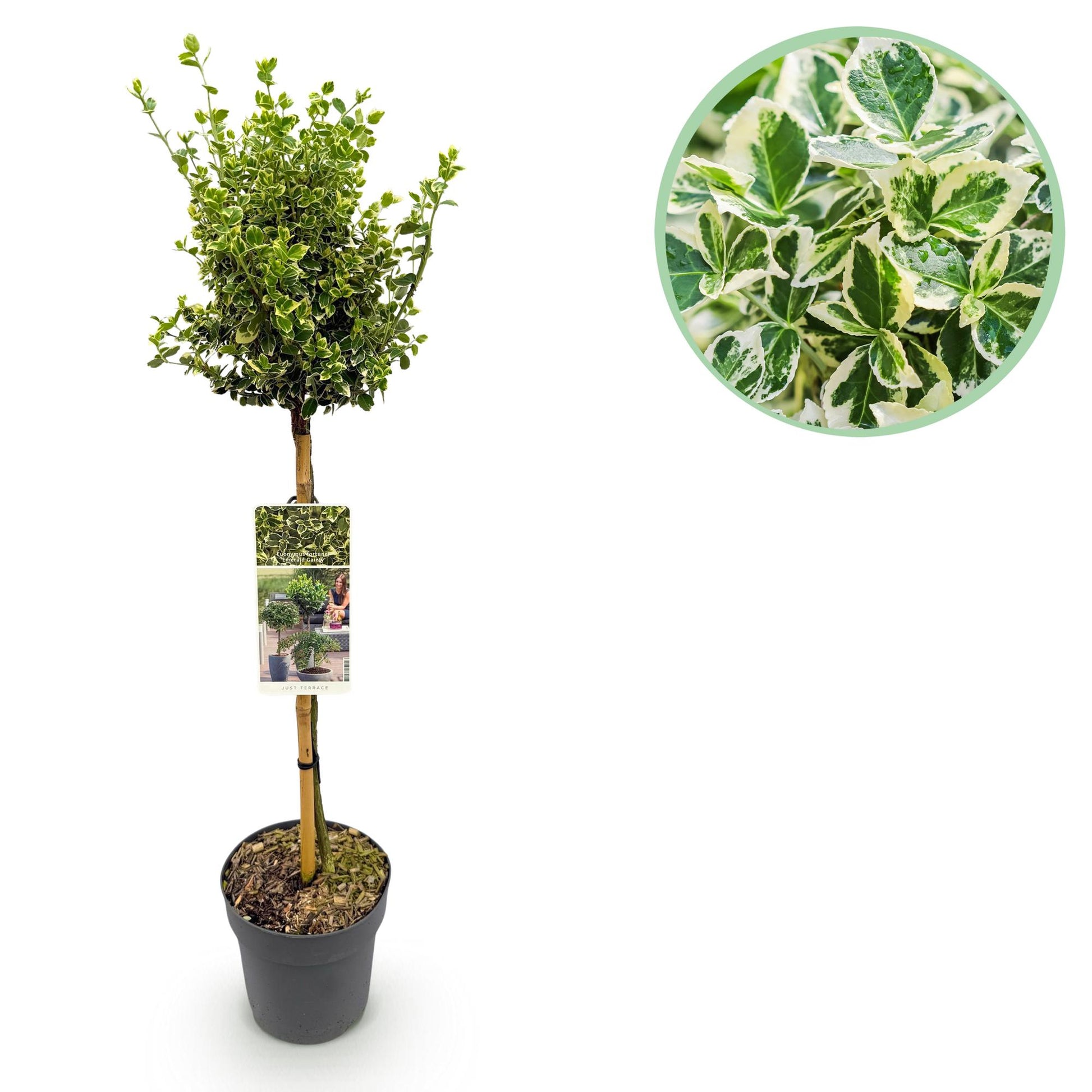 Euonymus fortunei Emerald Gaiety : un gros plan sur les feuilles panachées, vertes et blanches, aux bords irréguliers.