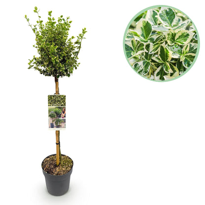 Euonymus fortunei Emerald Gaiety : un gros plan sur les feuilles panachées, vertes et blanches, aux bords irréguliers.