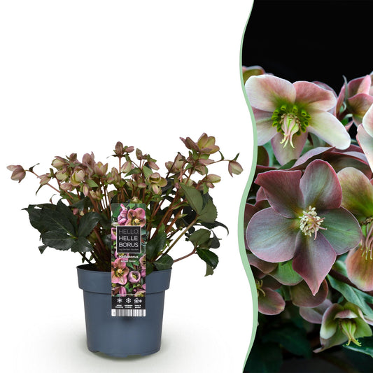 Hellébore 'Angel Glow' (Helleborus x ericsmithii) en pot de 19 cm et détail des fleurs