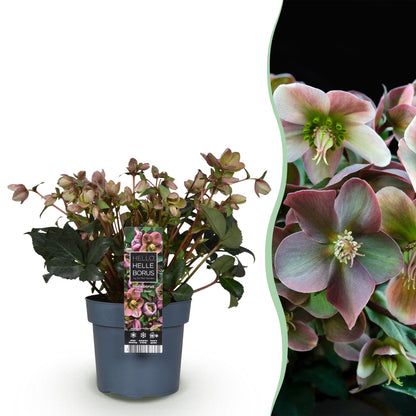 Hellébore 'Angel Glow' (Helleborus x ericsmithii) en pot de 19 cm et détail des fleurs