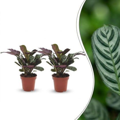 Deux Ctenanthe Burle Marxii, plantes de la prière arête de poisson, avec un feuillage vert rayé et un dessous pourpre, dans des pots de