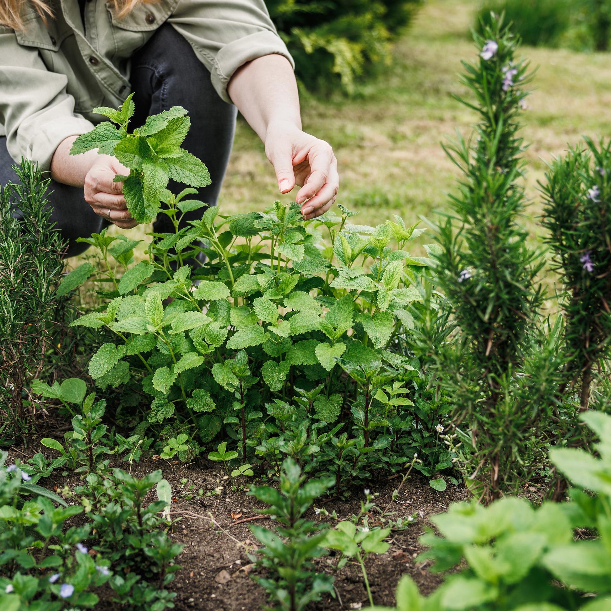 Herbes à thé. Une personne récolte des feuilles de menthe fraîche dans un jardin, entourée d'autres plantes aromatiques comme le romarin.