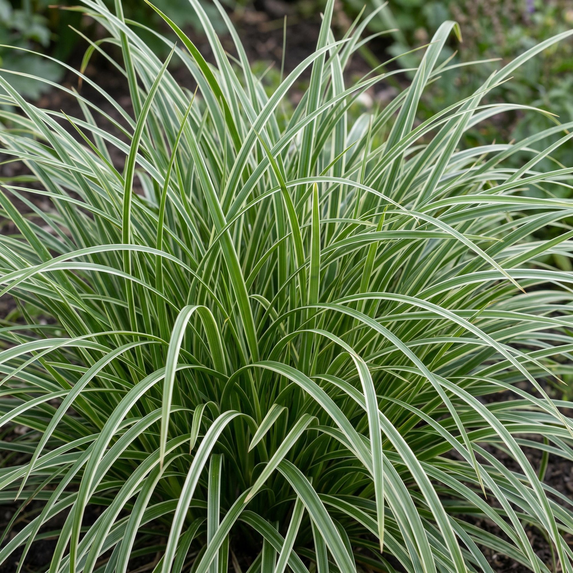 Carex morrowii Ice Dance : Vue aérienne d'une touffe luxuriante de Juncus japonais, avec des feuilles panachées vert et crème, plantée en pl