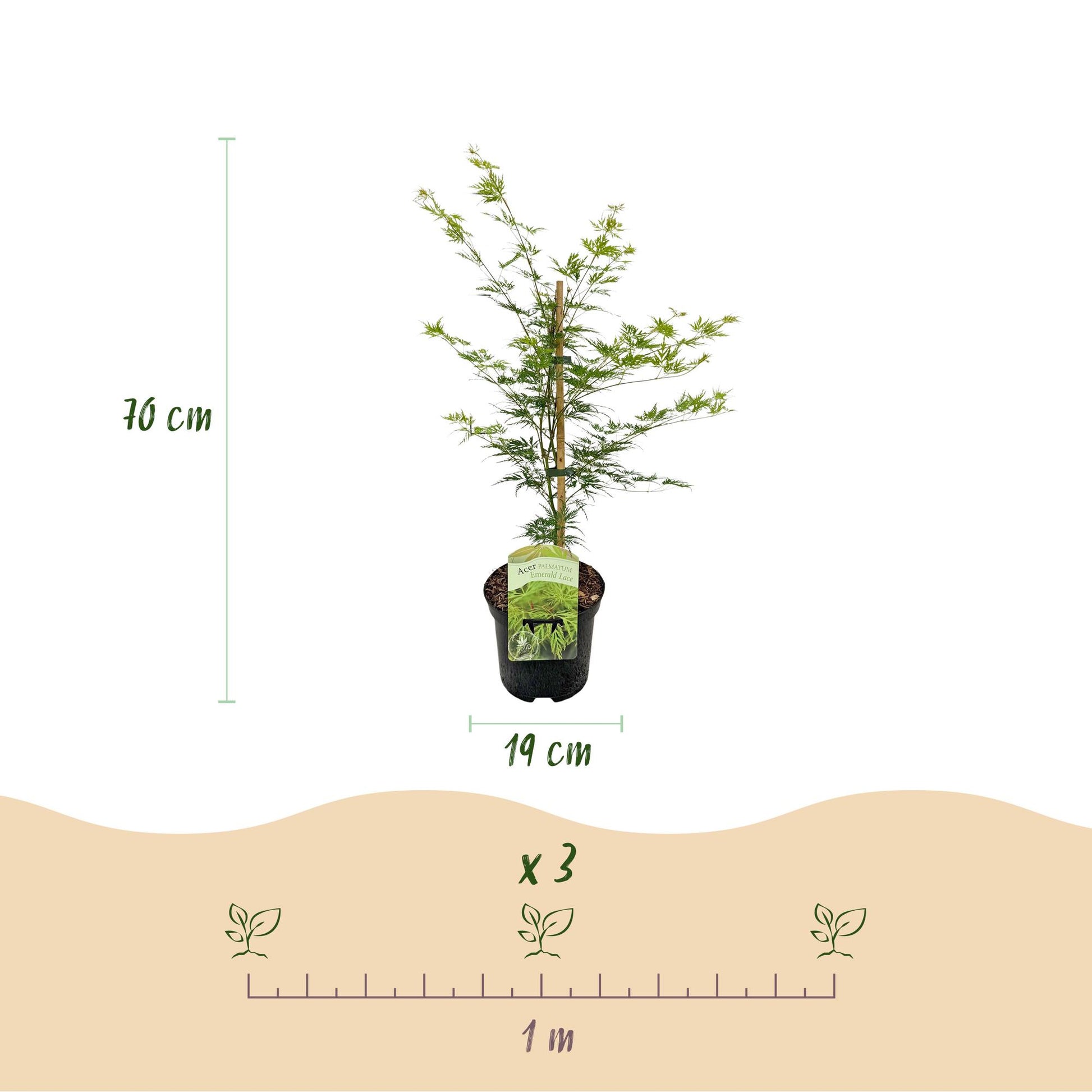 Érable japonais Emerald Lace, jeune plant en pot de 19 cm, hauteur 70 cm. Schéma pour la plantation montrant un espacement de 1 mètre pour 3