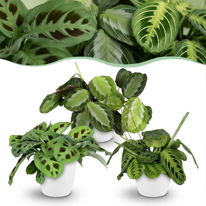Plante d'intérieur - Marantha Silverband, Marantha Lemon Lime Marantha Kerchoveana - Plante à prière - Plante amie des animaux - Vert - 3 Plantes - avec Potter Blanc - Pot 12cm - Hauteur 25cm