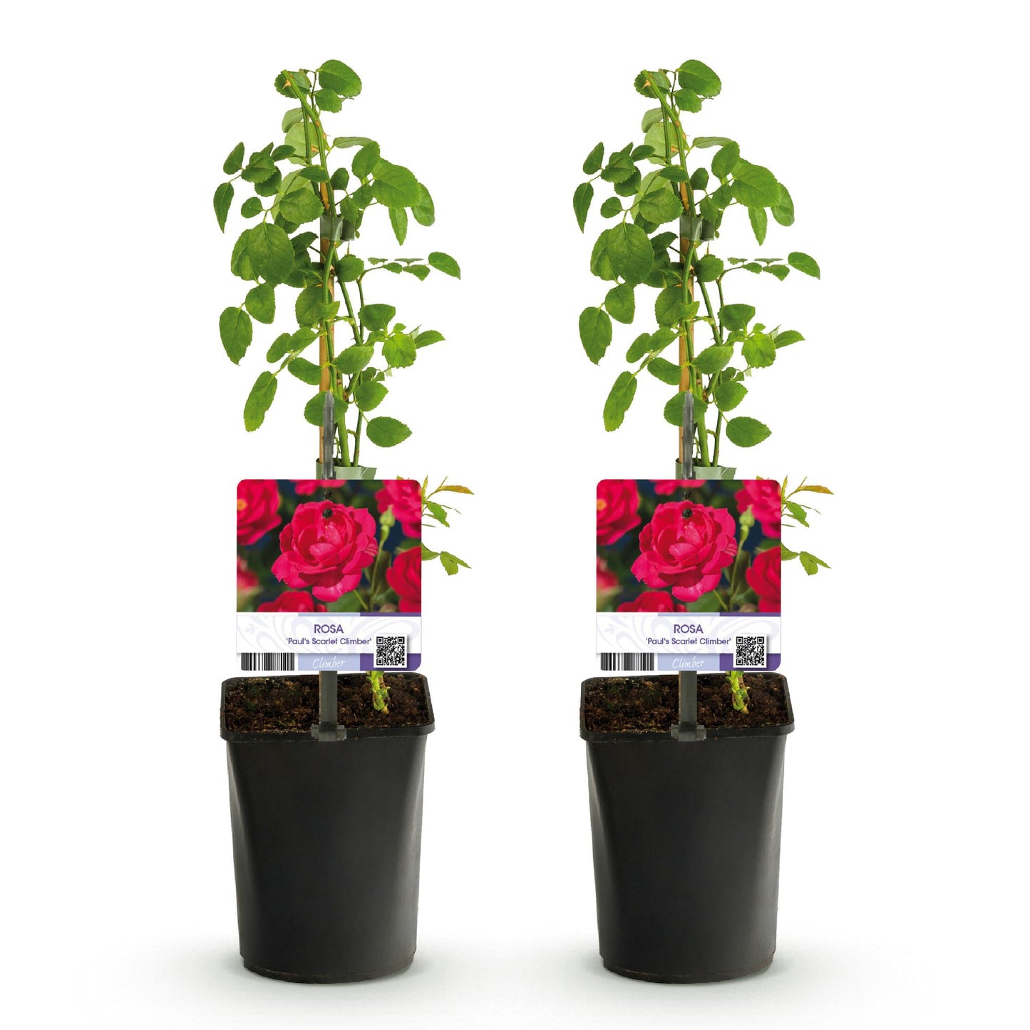 Rosa Paul's Scarlet Climber. Deux rosiers grimpants à fleurs rouges intenses, en pots sur fond blanc, prêts à être plantés.