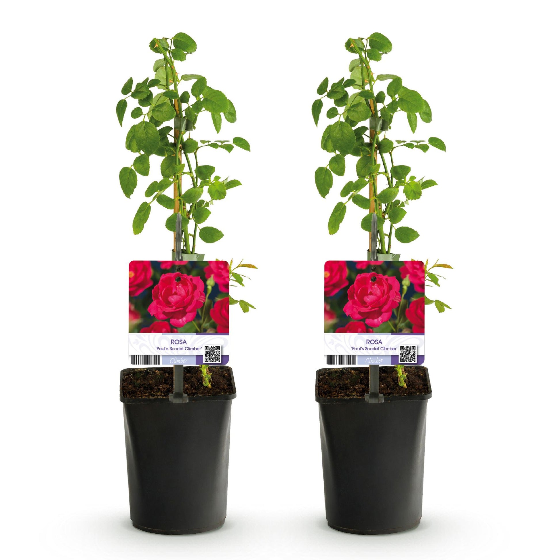 Rosa Paul's Scarlet Climber. Deux rosiers grimpants à fleurs rouges intenses, en pots sur fond blanc, prêts à être plantés.