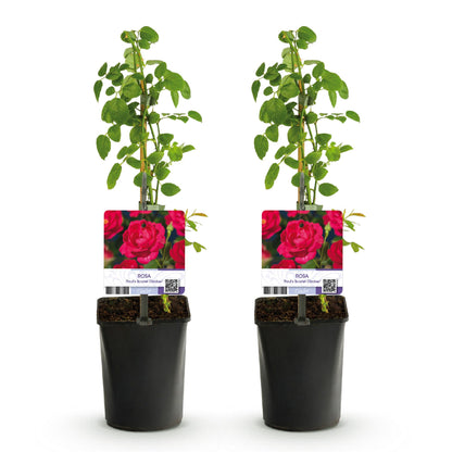 Rosa Paul's Scarlet Climber. Deux rosiers grimpants à fleurs rouges intenses, en pots sur fond blanc, prêts à être plantés.