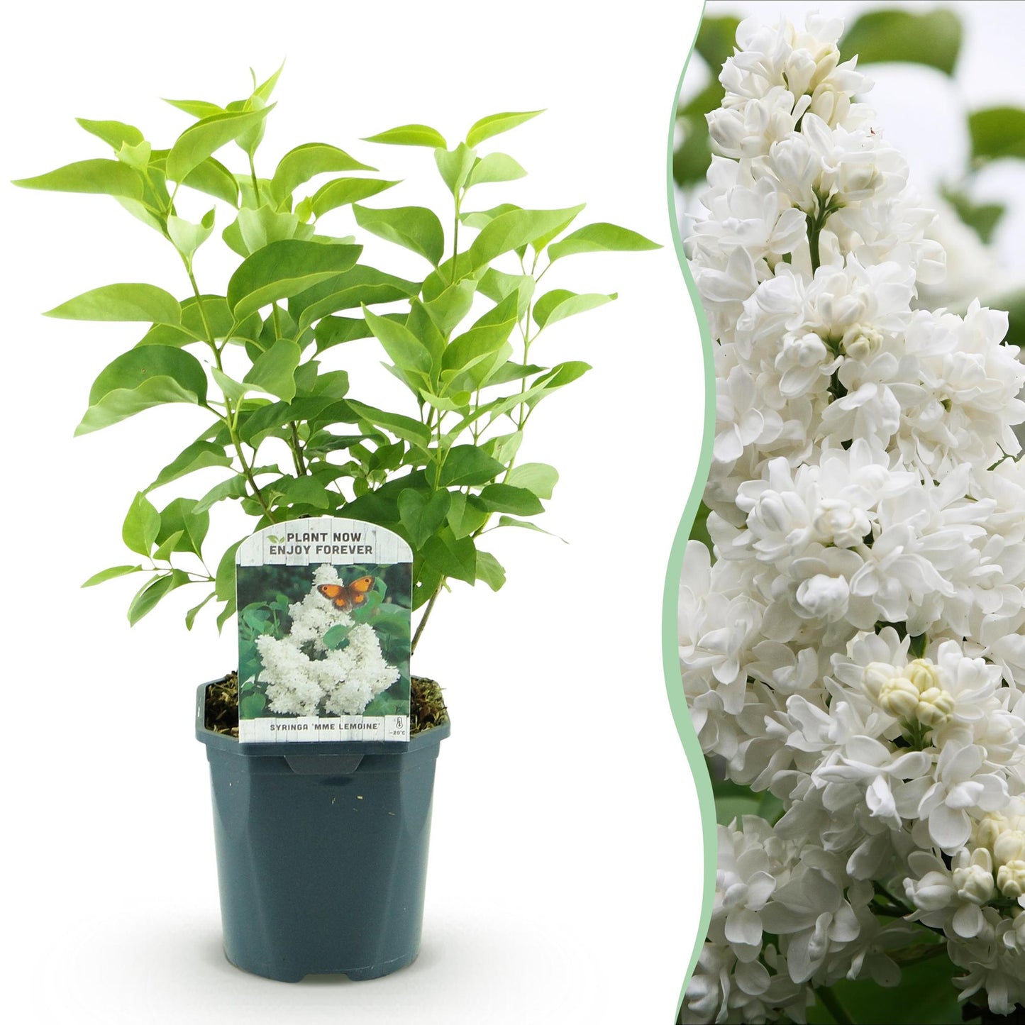 Lilas Syringa vulgaris 'Mme Lemoine' en pot sur fond blanc, juxtaposé à un gros plan de ses fleurs blanches délicates.