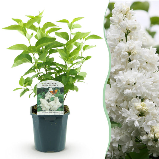 Lilas Syringa vulgaris 'Mme Lemoine' en pot sur fond blanc, juxtaposé à un gros plan de ses fleurs blanches délicates.