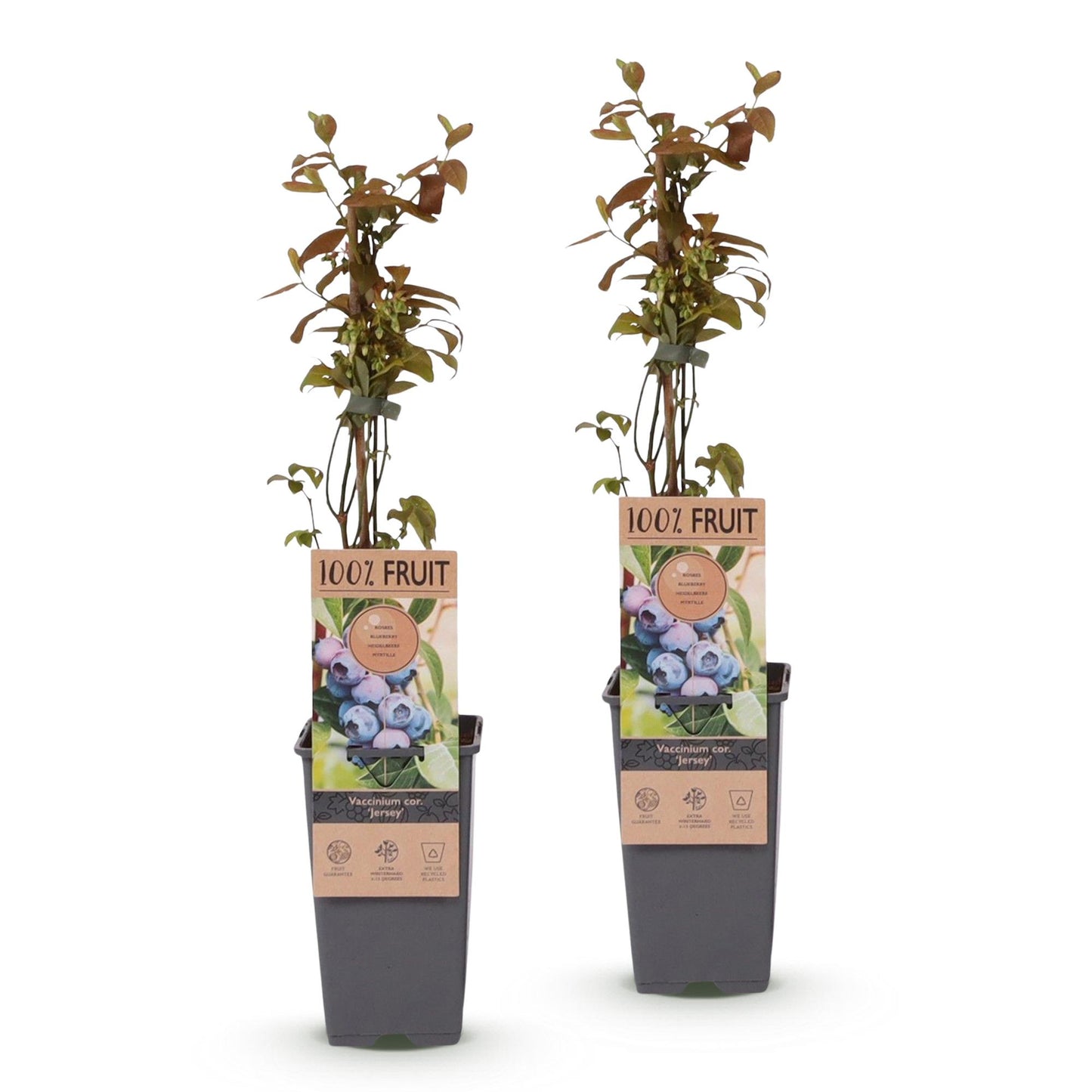 Vaccinium corymbosum Jersey : 2 plants de myrtille sur fond blanc, prêts à être plantés, avec des étiquettes '100% fruit'.
