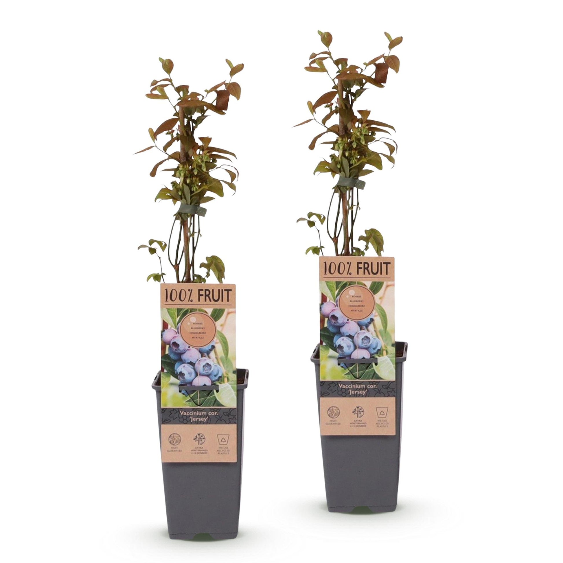 Vaccinium corymbosum Jersey : 2 plants de myrtille sur fond blanc, prêts à être plantés, avec des étiquettes '100% fruit'.