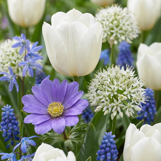 Massif fleuri de tulipes blanches, muscaris bleus, alliums blancs et anémones violettes.