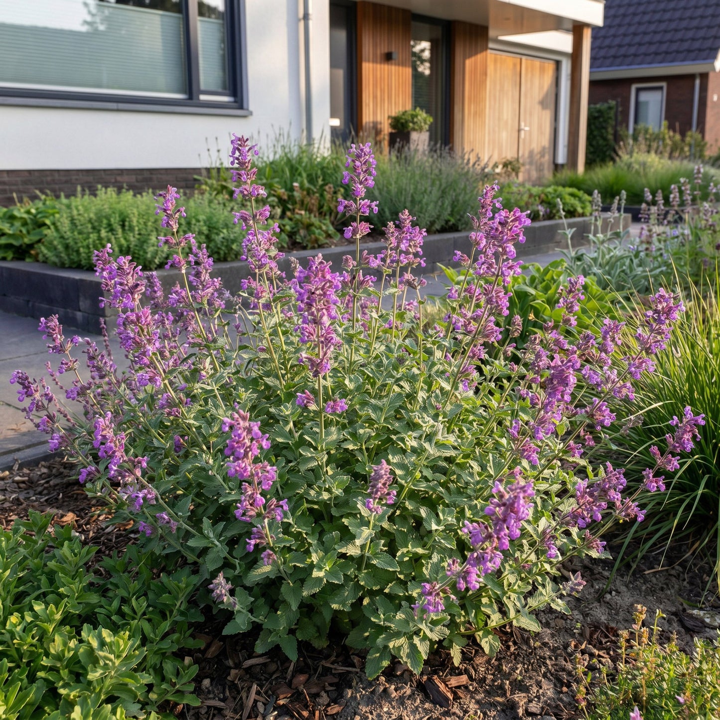 Nepeta rac. Grog en fleurs, une herbe à chats vivace aux fleurs violettes, dans un jardin paysager attirant abeilles et papillons.