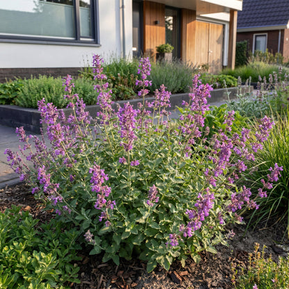 Nepeta rac. Grog en fleurs, une herbe à chats vivace aux fleurs violettes, dans un jardin paysager attirant abeilles et papillons.