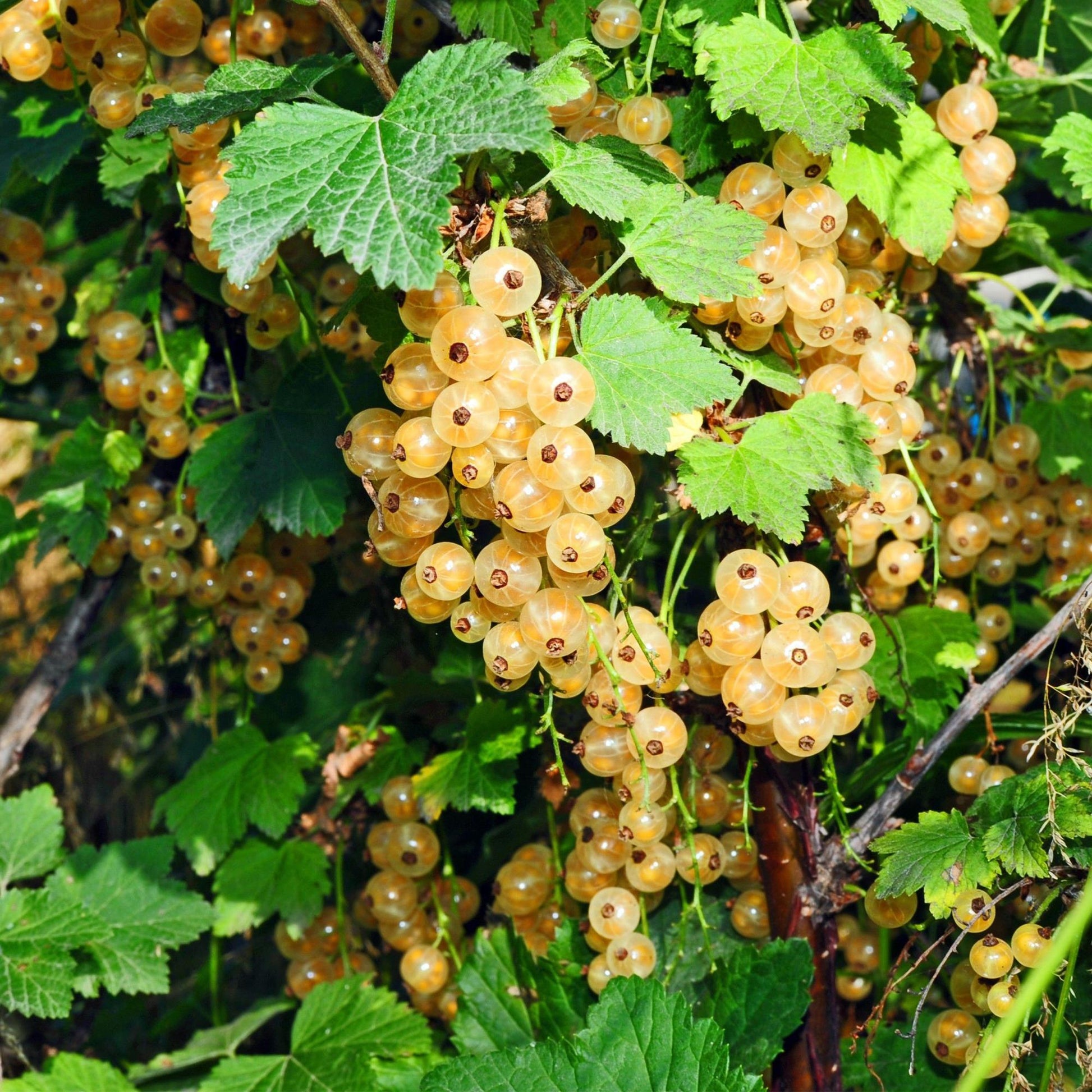 Ribes rubrum Witte Parel. Gros plan sur les grappes de groseilles blanches, presque translucides, pendantes parmi le feuillage vert de la pl