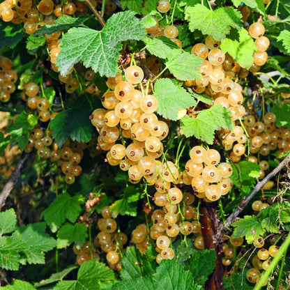 Ribes rubrum Witte Parel. Gros plan sur les grappes de groseilles blanches, presque translucides, pendantes parmi le feuillage vert de la pl