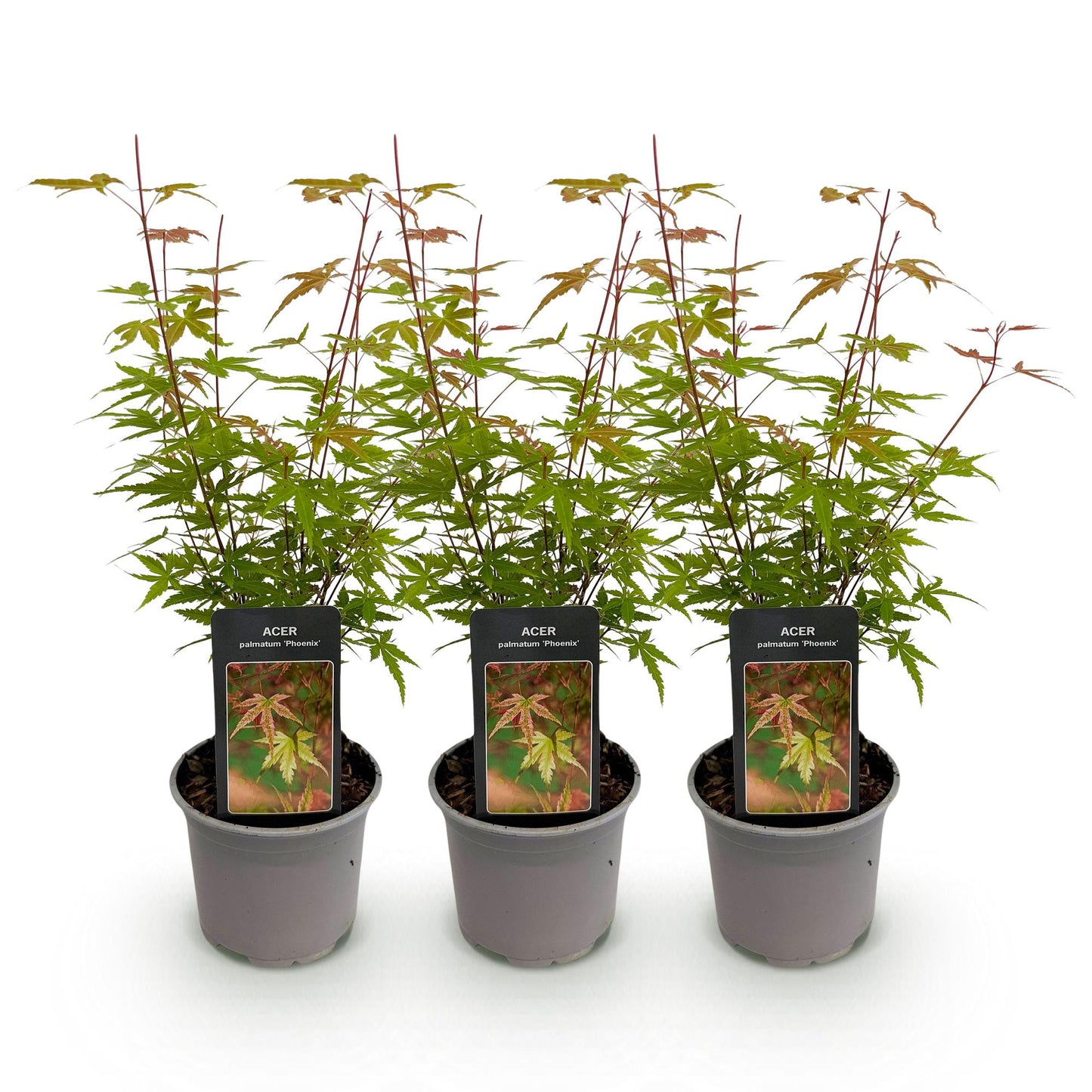 Acer palmatum Phoenix. Trois jeunes plants d'érable du Japon 'Phoenix' en pot sur fond blanc, prêts à être plantés.