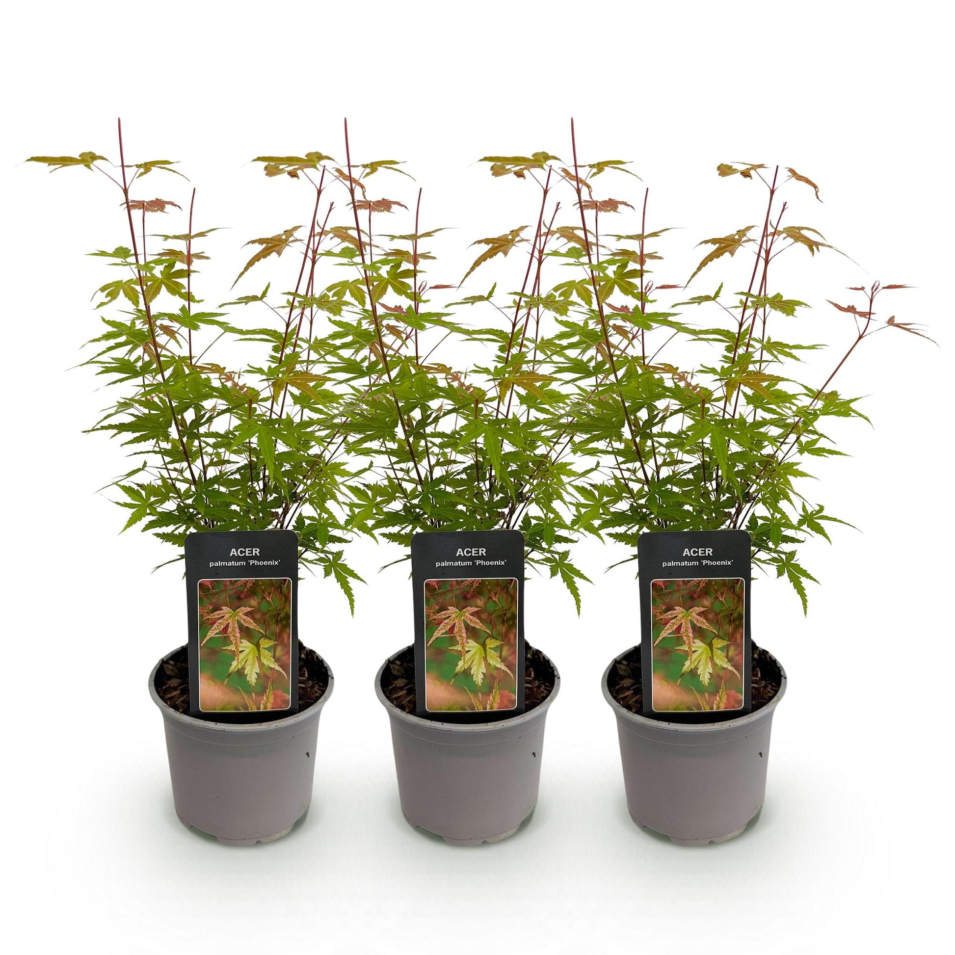 Acer palmatum Phoenix. Trois jeunes plants d'érable du Japon 'Phoenix' en pot sur fond blanc, prêts à être plantés.