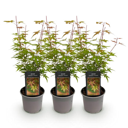 Acer palmatum Phoenix. Trois jeunes plants d'érable du Japon 'Phoenix' en pot sur fond blanc, prêts à être plantés.