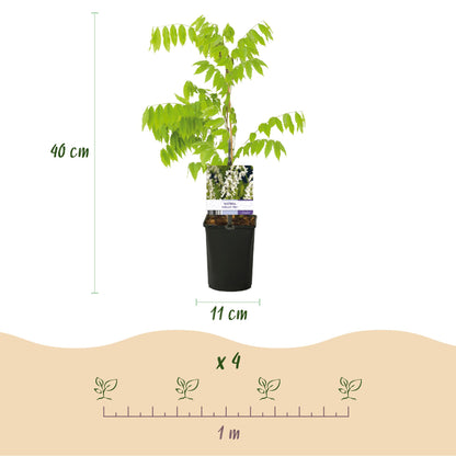 Glycine Wisteria floribunda Alba. Schéma d'une plante en pot avec ses dimensions (40 cm de haut, pot de 11 cm) et un exemple d'espacement de