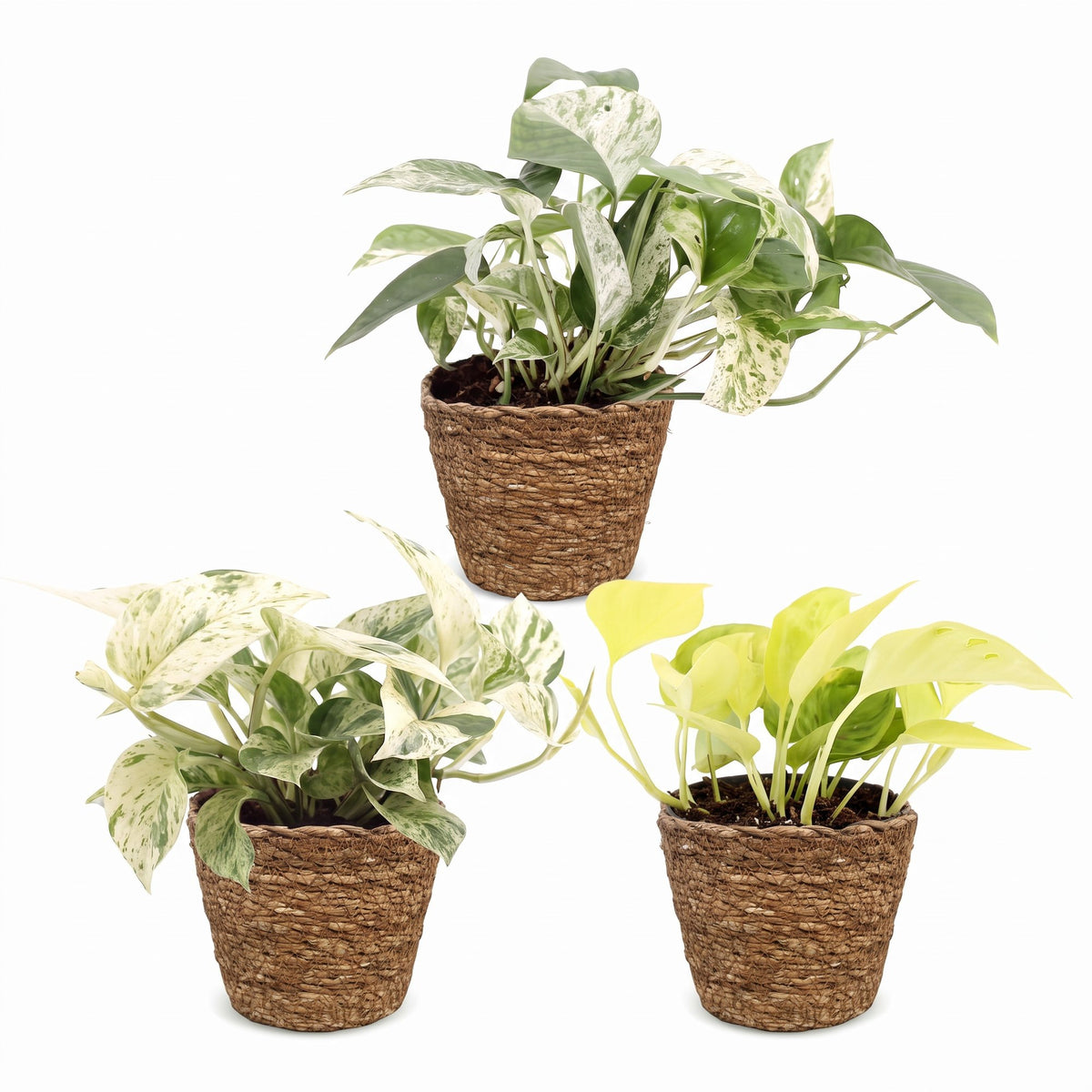 Bébés pothos en pot de 6 cm, cache-pot panier tressé