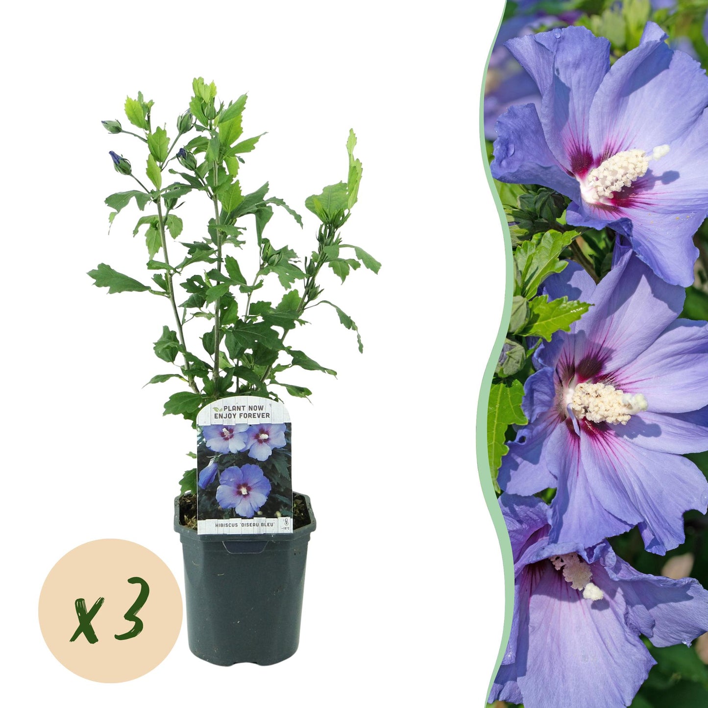 Hibiscus syriacus Oiseau Bleu : plan d'un jeune plant en pot, avec une pastille 'x3' indiquant la quantité du lot, et insert latéral de ses 