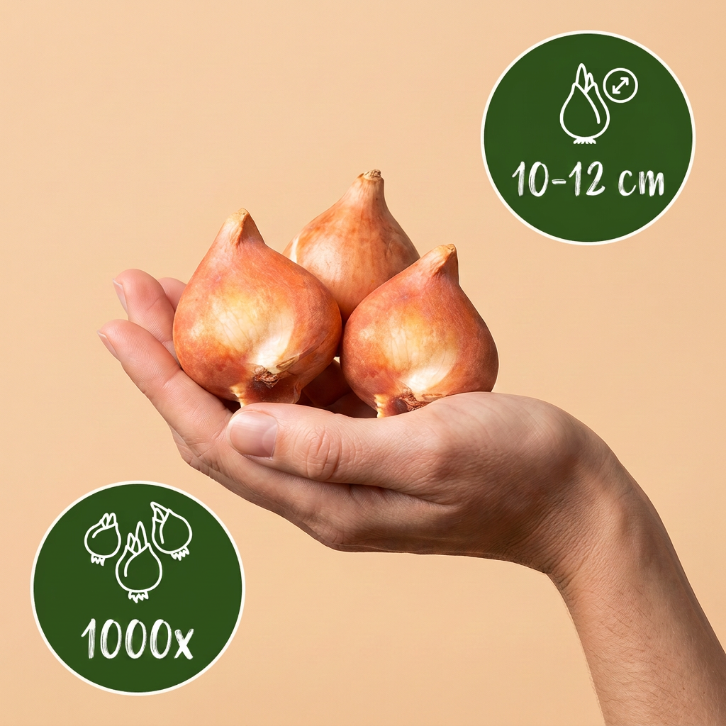 Bulbes de Mélange de bulbes pour jardin tenus dans une main, calibre 10-12 cm, lot de 1000 bulbes.