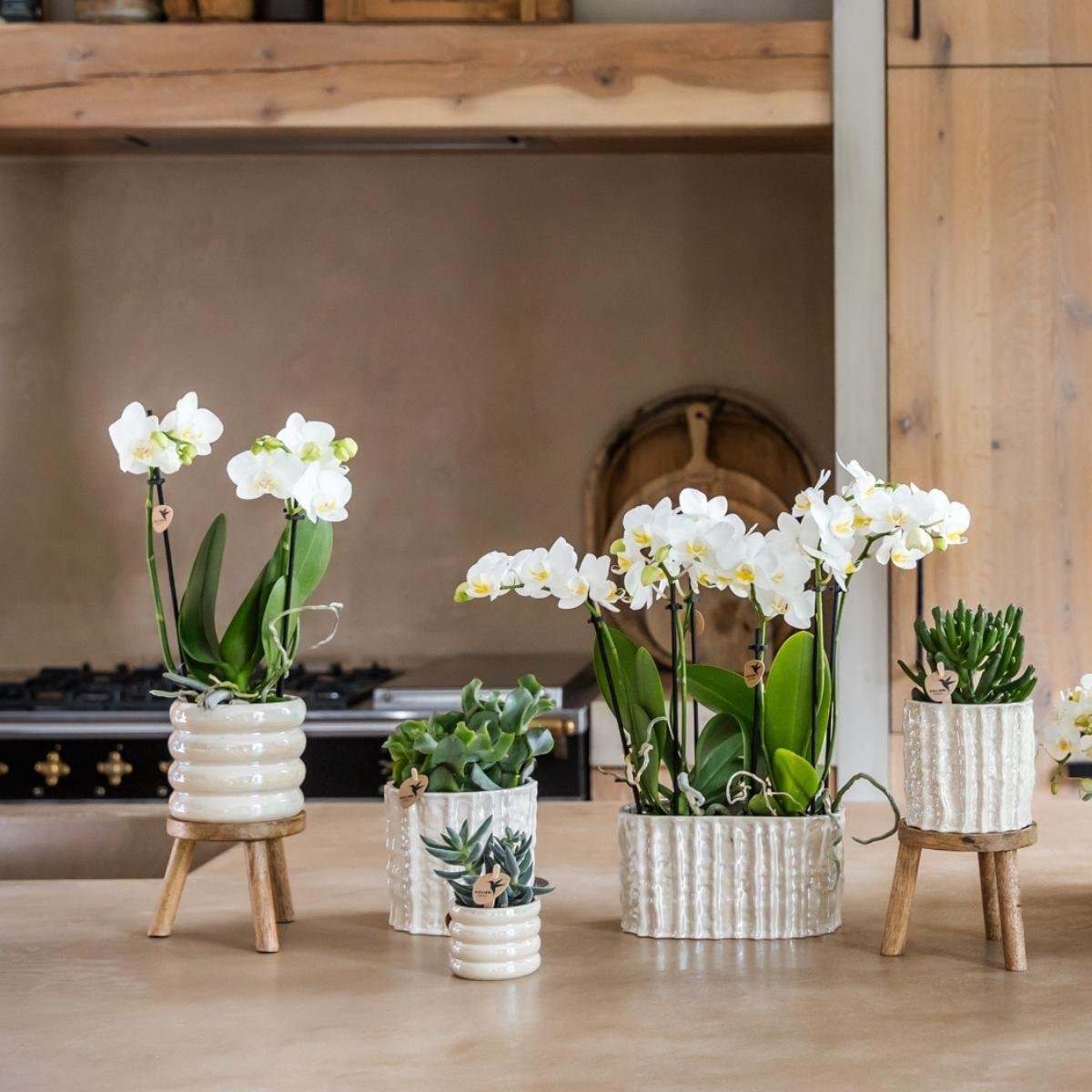 Cache-pot double en céramique nacrée - deux plantes côte à côte - mise en scène avec une plante