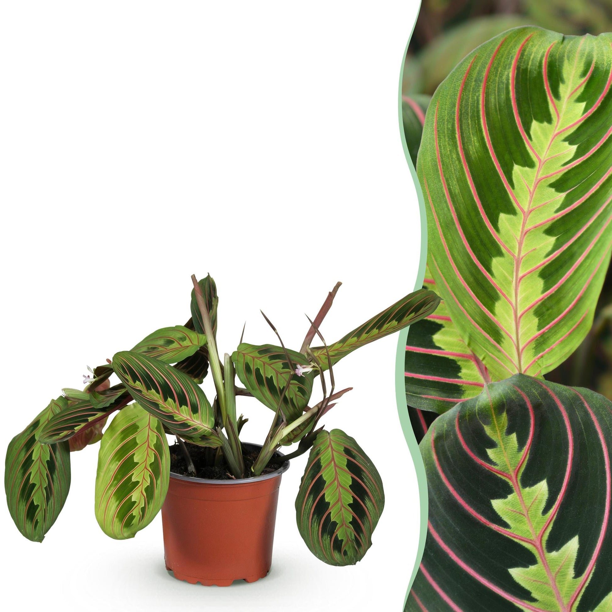 Plante d'intérieur - Maranta Fascinator Tricolour - Plante de prière - Plante amicale pour les animaux - Vert - 1 Plante - Pot 12cm - Hauteur 25cm