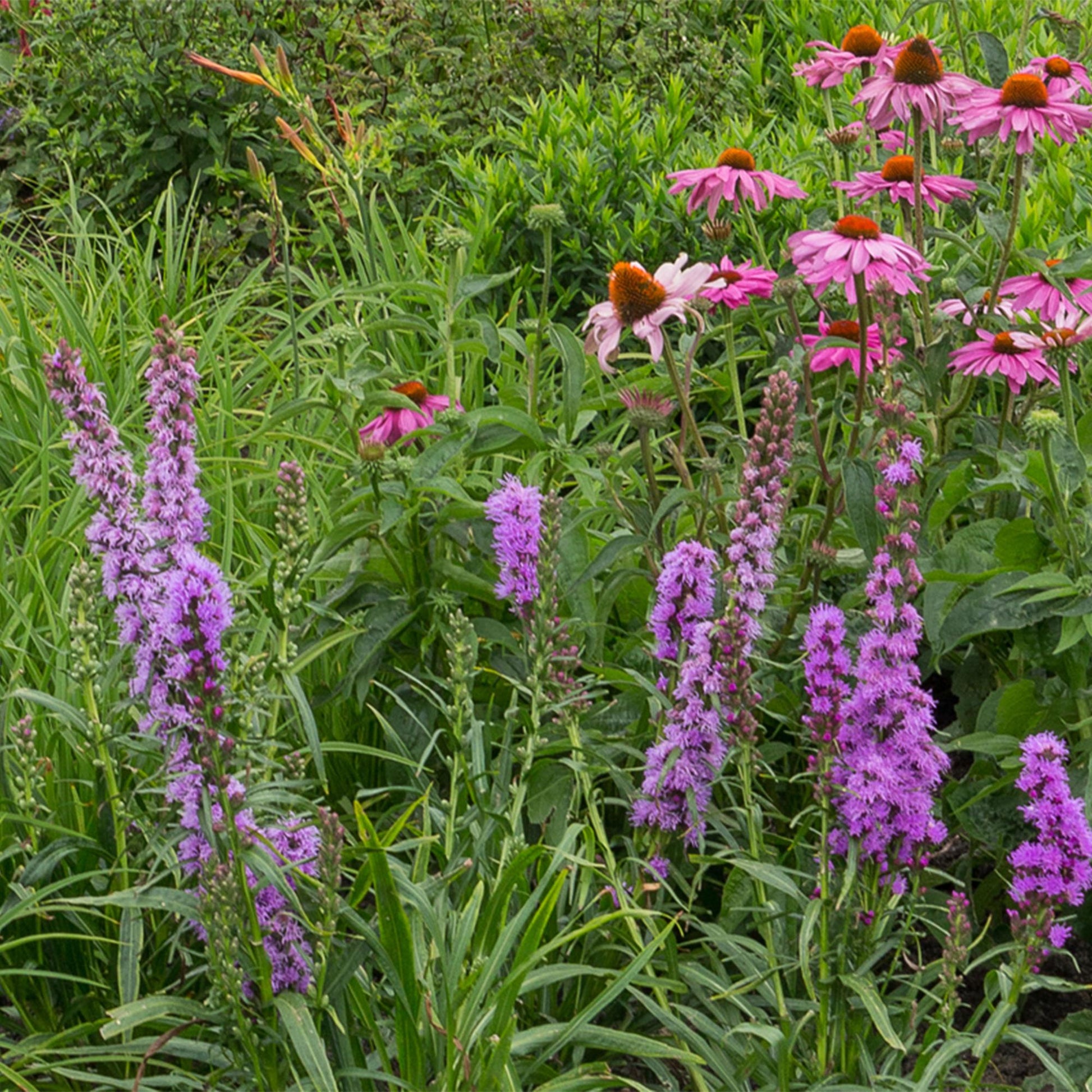 Plantes vivaces assorties, dont des Liatris spicata violettes et des Échinacées roses, en pleine floraison dans un massif de jardin verdoyan